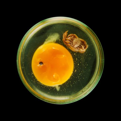“Vanitas (in a Petri dish) #01,” 2013, Pigmented Ink on Archival Paper, Edition of 3 + 2 AP,  44 × 44/ 20 x 20 inches 