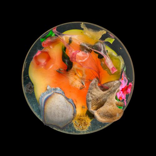 “Vanitas (in a Petri dish) #08,” 2013, Pigmented Ink on Archival Paper, Edition of 3 + 2 AP,  44 × 44/ 20 x 20 inches 