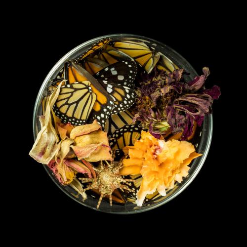 “Vanitas (in a Petri dish) #26,” 2013, Pigmented Ink on Archival Paper, Edition of 3 + 2 AP,  44 × 44/ 20 x 20 inches 