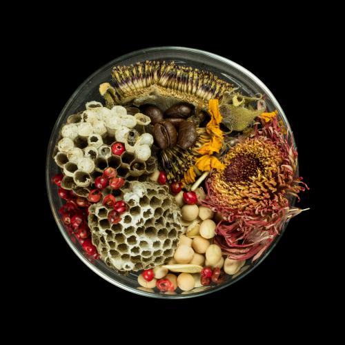 “Vanitas (in a Petri dish) #27,” 2013, Pigmented Ink on Archival Paper, Edition of 3 + 2 AP,  44 × 44/ 20 x 20 inches 