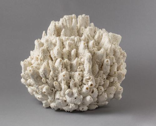 “Biota #105,” 2012, Porcelain, 12 × 11 × 8.5 Inches