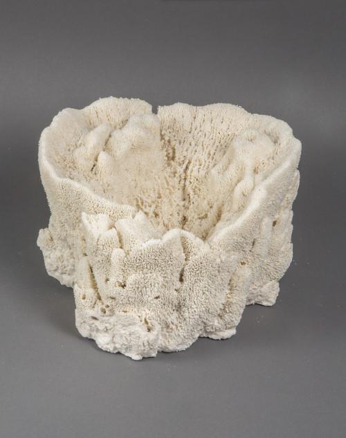 “Biota #2,” 2012, Porcelain, 9 × 8 × 5 Inches