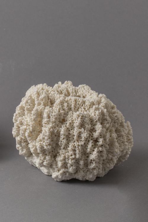 “Biota #115,” 2012, Porcelain, 6 × 5 × 4.5 Inches