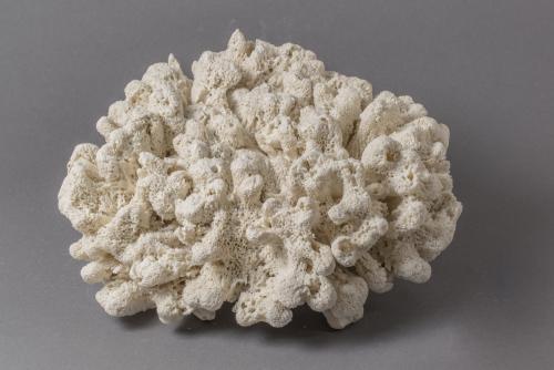 “Biota #141,” 2012, Porcelain, 10 × 9.5 × 3.5 Inches