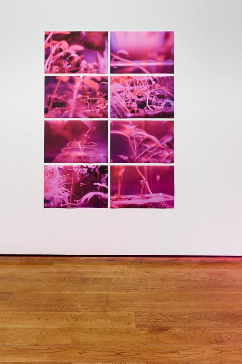 “Astroculture (Shelf Life),” 2013, 8 Pigmented inkjet print on archival paper, Edition of 3 + 2 AP, 24 x 36 inches each